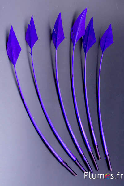 Cygne flèche - 20-30 cm - aubergine